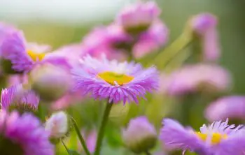 Are Asters Perennials Or Annuals