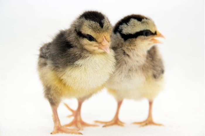 Baby Chicken - Chicks, Peeps, Or Pullets
