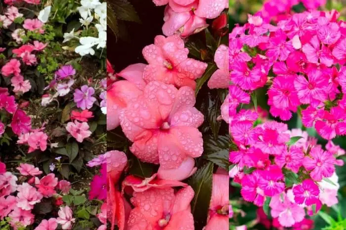 Different Types Of Impatiens Flowers