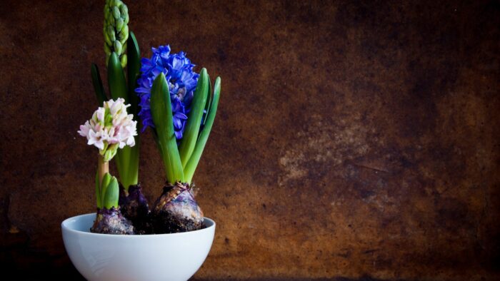 hyacinth bulbs in pots