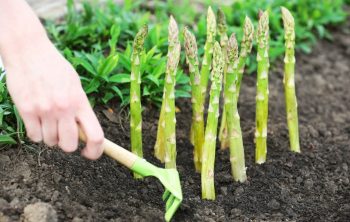 Do You Know How Fast Does Asparagus Grow