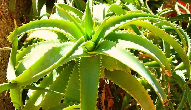 Does An Aloe Plant Need Sunlight To Thrive