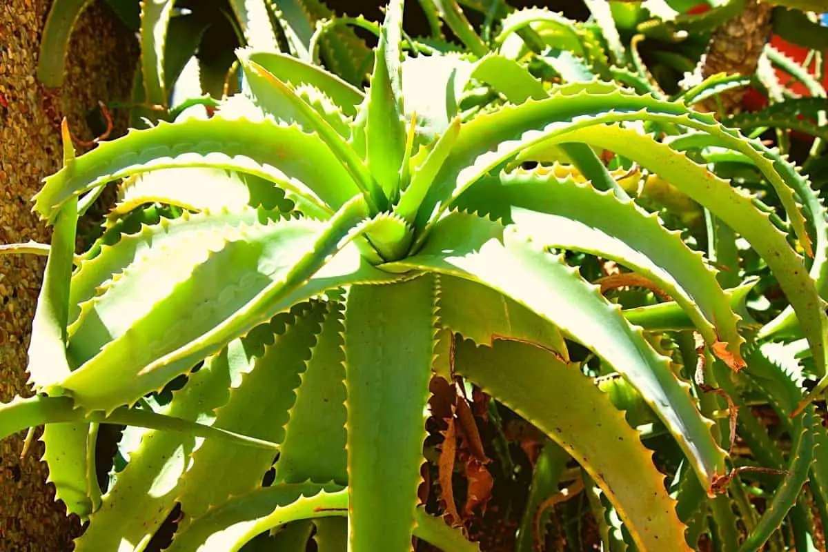 Does An Aloe Plant Need Sunlight To Thrive