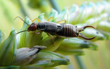 Home Remedies For Earwigs You Must Try