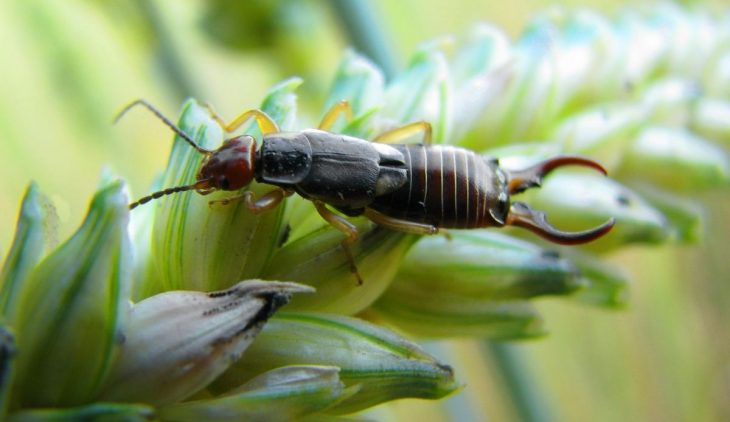 Home Remedies For Earwigs You Must Try