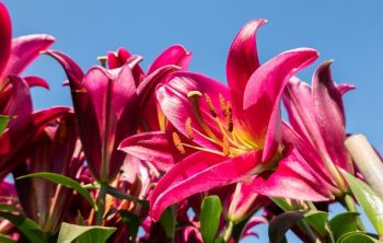 How Long Do Lilies Last With Proper Care