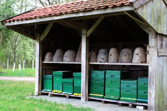 How Much Do Beehives Cost