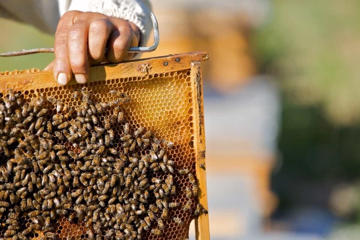 How Much Do Bees Cost