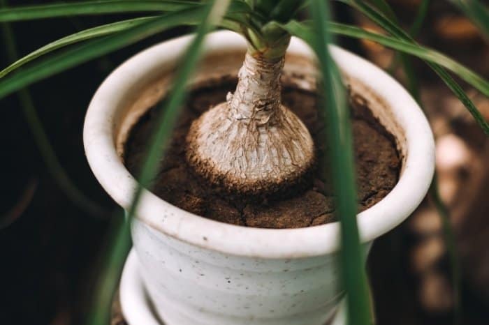 How To Care For A Ponytail Palm