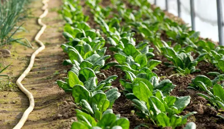 How To Harvest Spinach Without Killing The Plant