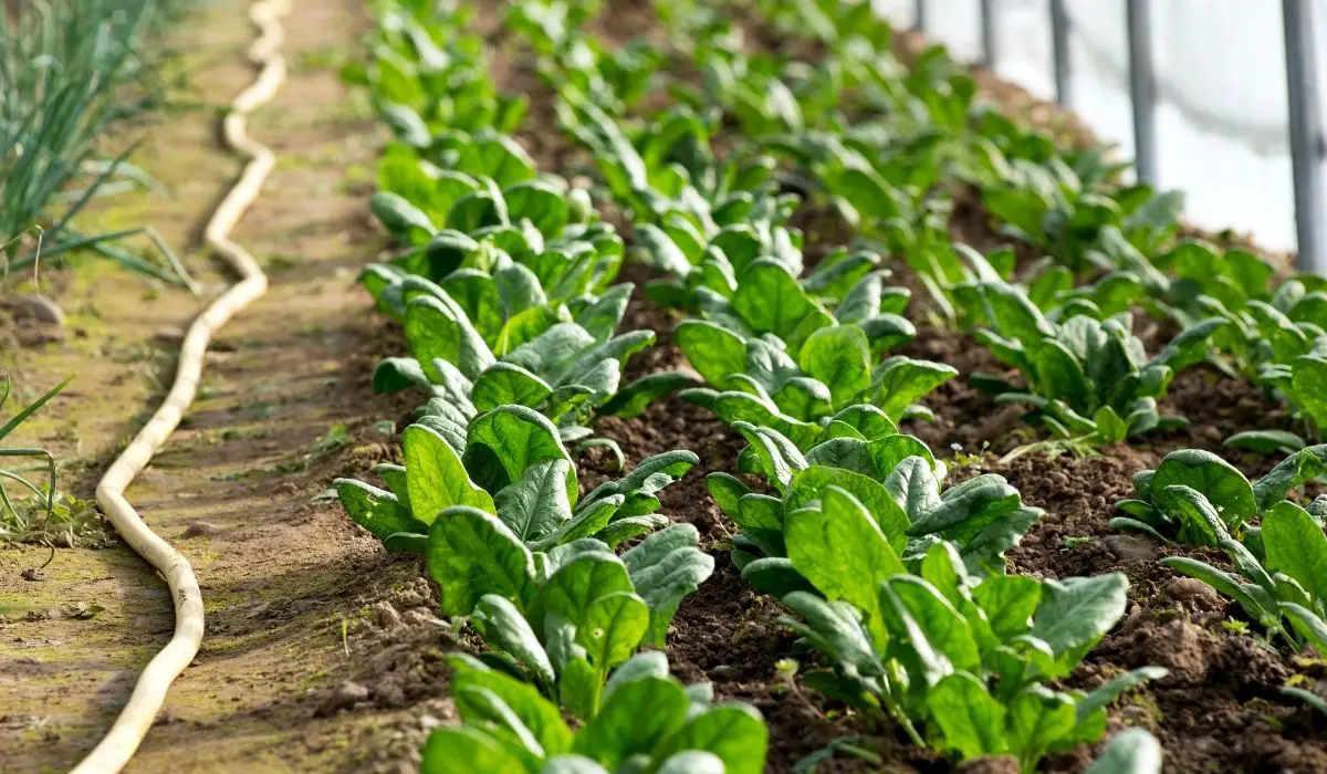 How To Harvest Spinach Without Killing The Plant