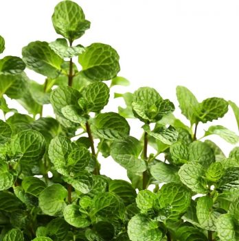 How To Pick Mint Leaves From Your Garden