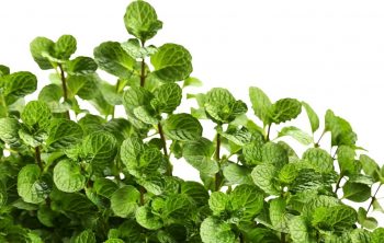 How To Pick Mint Leaves From Your Garden