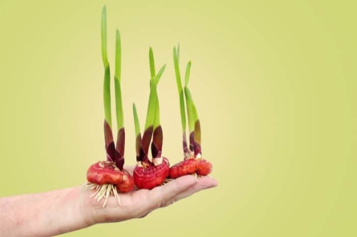 How To Plant Gladiolus Bulbs