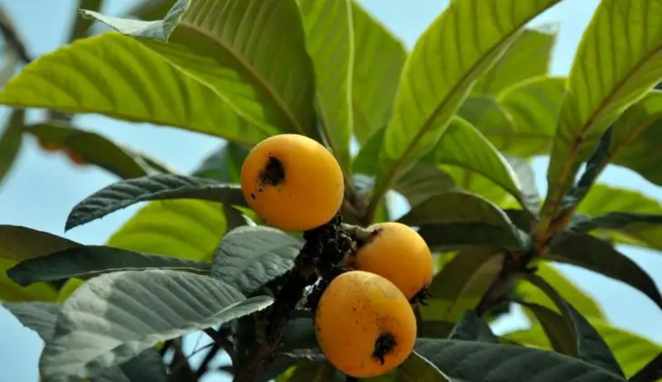 Loquat Tree Growth Rate What To Expect