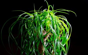 Ponytail Palm Brown Tips