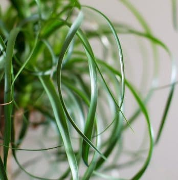 Ponytail Palm Care Indoors
