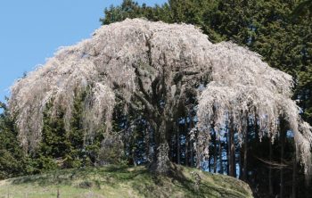Snow Fountain Weeping Cherry Tree Care Tips