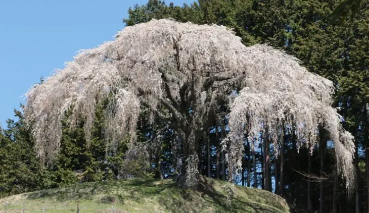 Snow Fountain Weeping Cherry Tree Care Tips