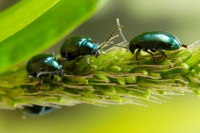 The Flea Beetles Lifecycle