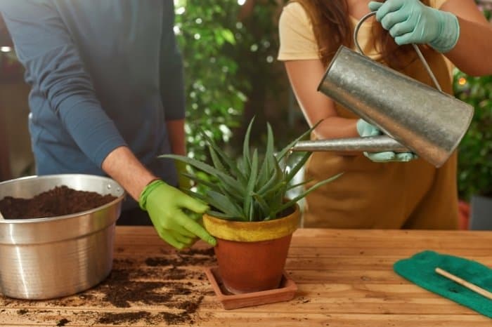 What Aloe Plants Can't Live Without