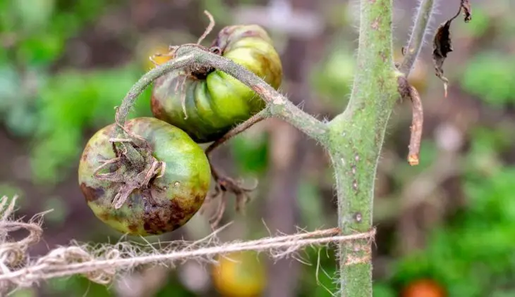 What Is The Bottom Of Tomatoes Rotting Called