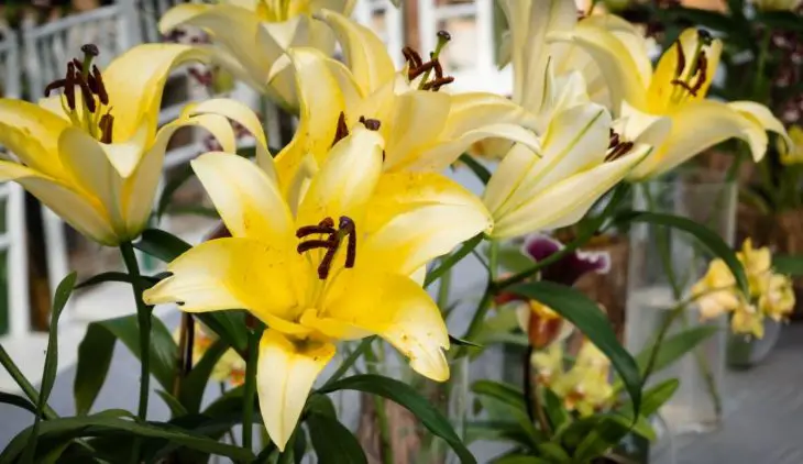 What To Do With Lilies After They Bloom
