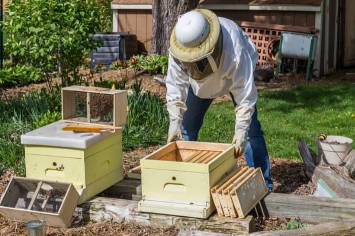 What You Need To Know About Keeping Bees