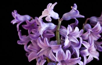 When Do Hyacinths Bloom