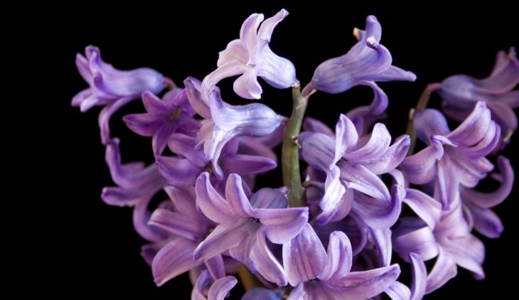 When Do Hyacinths Bloom