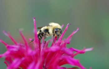 When Does Bee Balm Bloom