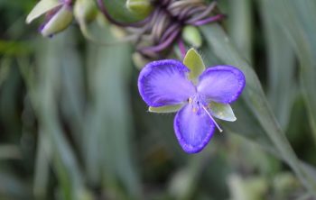 When To Cut Back Spiderwort - The Right Time