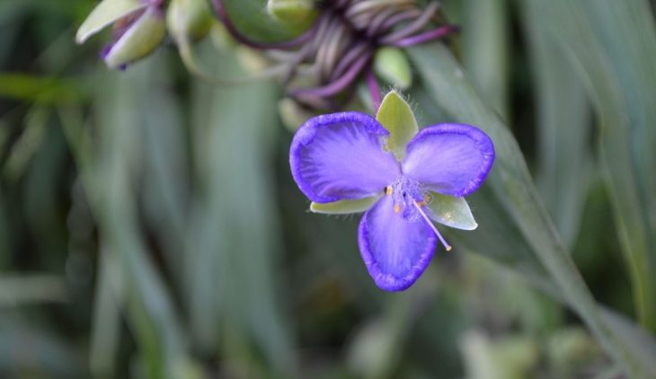 When To Cut Back Spiderwort - The Right Time