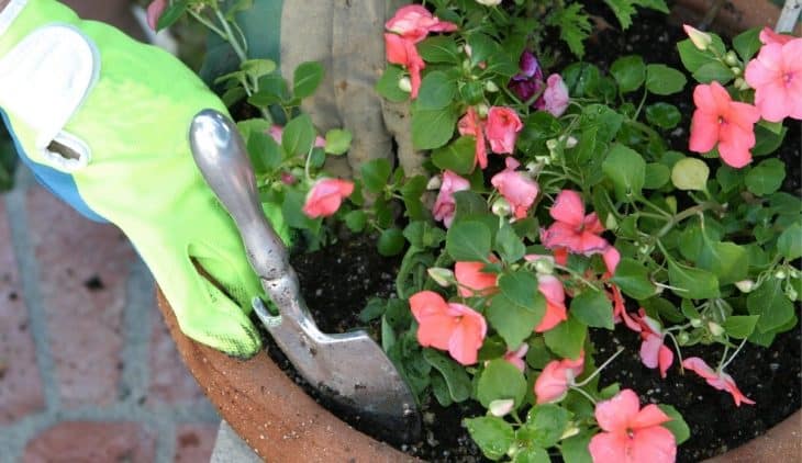 When To Plant Impatiens For Best Results