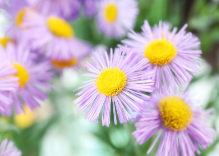  are asters annuals or perennials