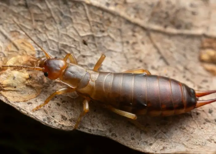 home remedies for earwigs
