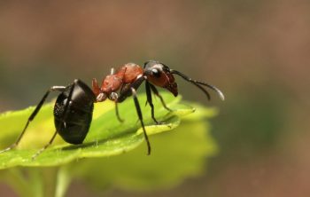 A Compilation Of Plants That Keep Ants Away