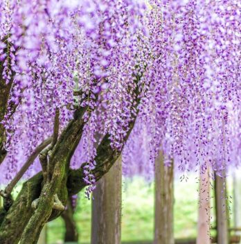 A Complete Guide About When To Trim Wisteria