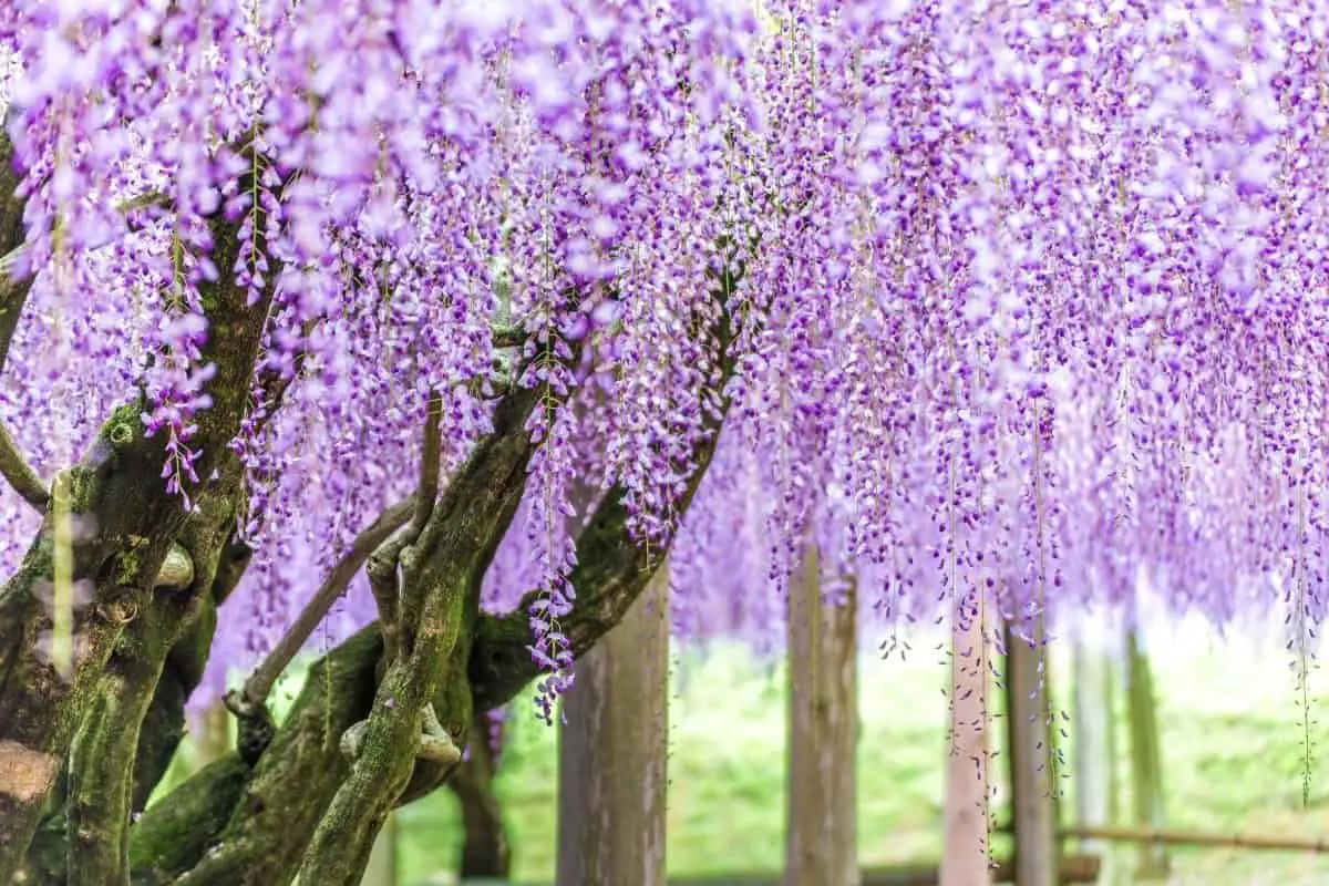 A Complete Guide About When To Trim Wisteria