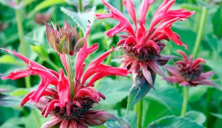 A Guide On Where To Plant Bee Balm