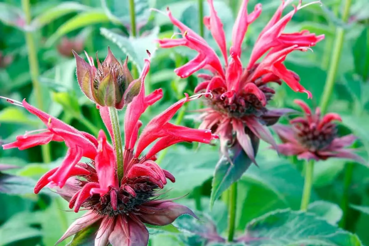 A Guide On Where To Plant Bee Balm