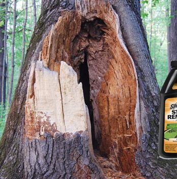 A Guide To The Best Root Killer For Trees
