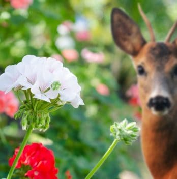 Are Geraniums Deer Resistant Or Do They Eat Them