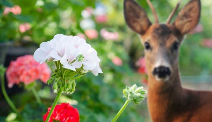 Are Geraniums Deer Resistant Or Do They Eat Them