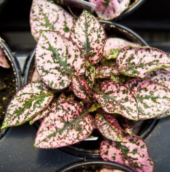 Are Polka Dot Plants Perennials? – A Quick Look