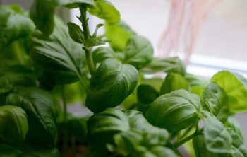 Can Basil Be Grown Indoors - An In-depth Guide