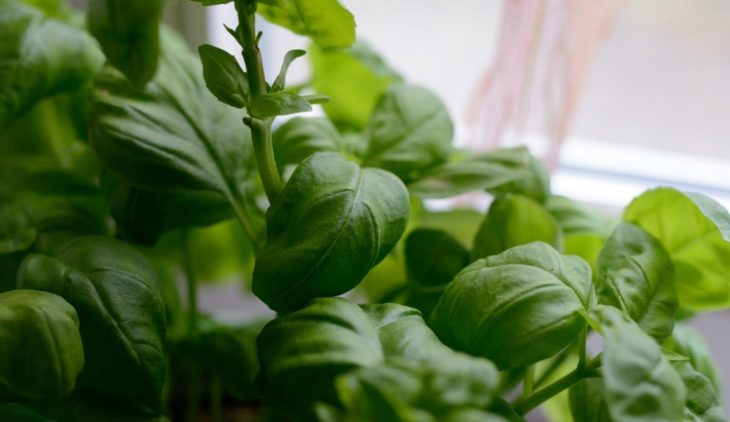 Can Basil Be Grown Indoors - An In-depth Guide