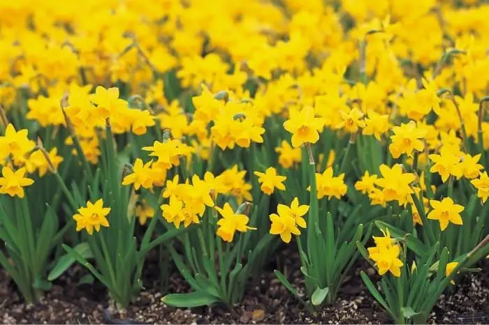 Caring For Daffodils