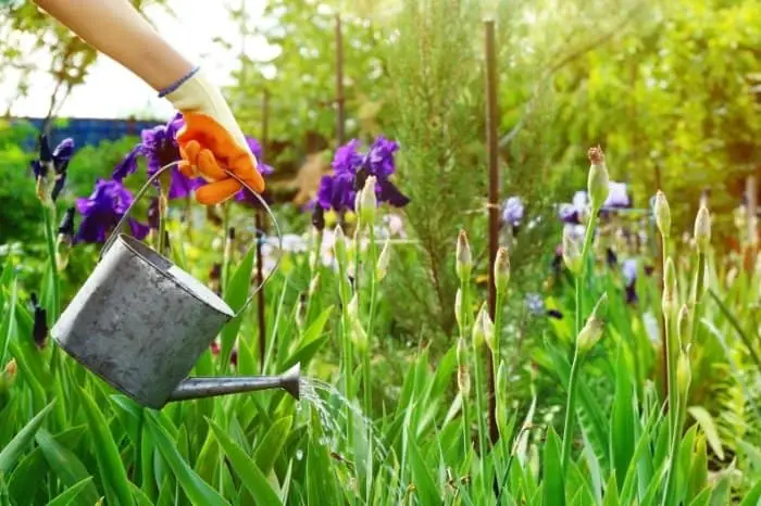Caring For Your Irises - Watering