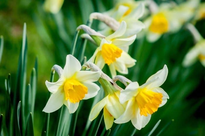 Daffodils - The Symbol Of Hope